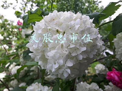 美股总市值2022(2022美股开年大涨，特斯拉股价飙升，苹果市值达到3万亿美元)