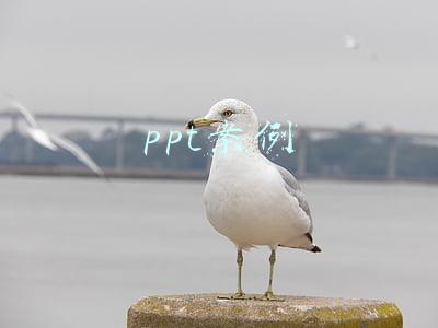 ppt案例
