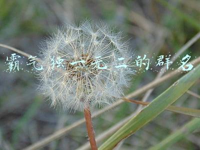 霸气独一无二的群名称(小说：女主起了个霸气侧漏的群名，同事一看，差点笑死了)