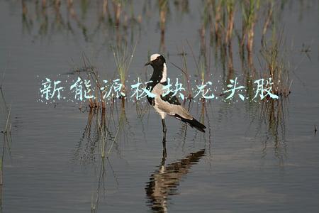 新能源板块龙头股票一览(这几家新能源龙头股可以关注)
