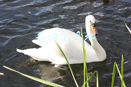苏泊尔产地