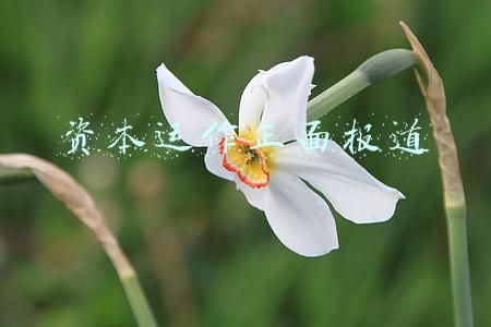 资本运作正面报道
