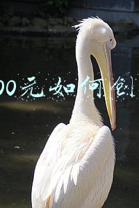 1000元创业能干什么(78岁的杨奶奶满头白发，花1000元学了门技术，已坚持创业6年)