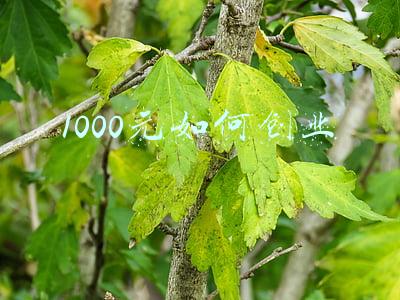 1000元创业项目(1000元就能投资国家基建？公募REITs来了，又有一款适合你？)