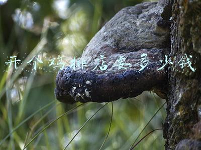 鸡排加盟店品牌 鸡排加盟店品牌选择