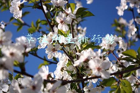 草根明星排行榜