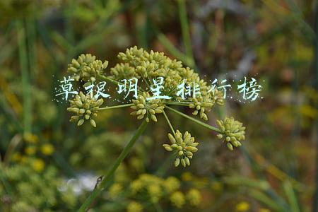 秦腔十大草根明星(30年1000多场演出，她将大秦腔唱遍天山南北)