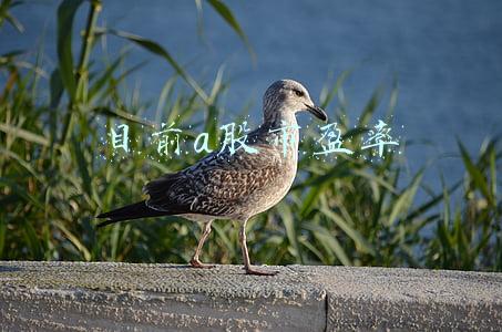 目前a股市盈率