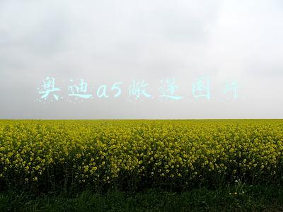 奥迪a5敞篷是什么型号(新款奥迪A5：6秒出头破百，无框车门！居然还能“空挡滑行”)