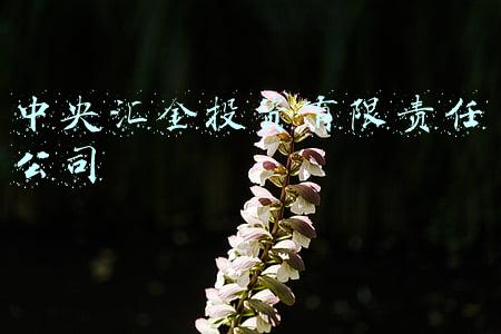 中央汇金投资有限责任公司官网(中央汇金投资有限责任公司专职派出董监事选聘启事)