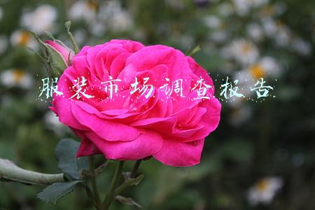服装调查报告(服装调研报告：使用及购买习惯数据分析)