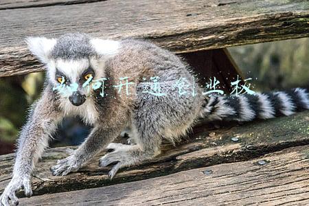 如何开通创业板