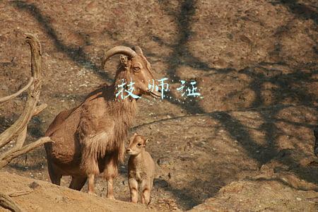 技师证怎么考(职业资格证书怎么考？职业资格证书考试在哪里报名？雅狐教育)