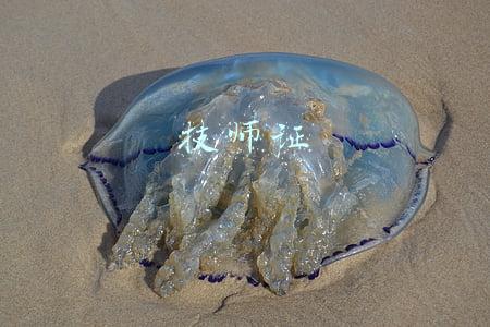 技师证相当于什么学历(高级技工班毕业是大专学历吗？相当于大专学历会被社会认可吗？)