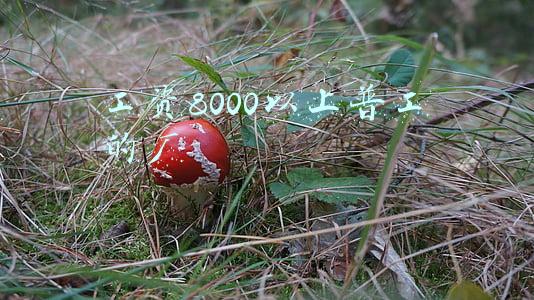 工资8000以上普工的厂