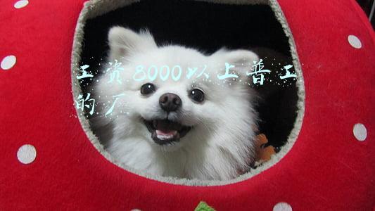 工资8000以上普工的厂