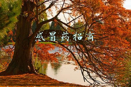 感冒药招商