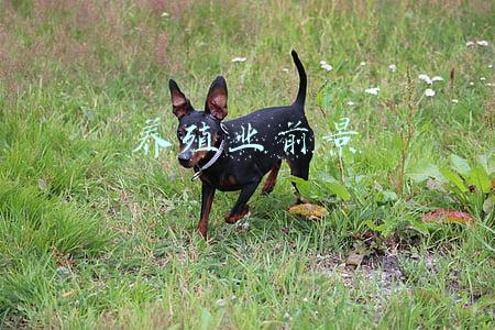 养殖业前景如何(养猪亏完，养鸡接着亏，现在养牛也不赚钱了？2021年养殖业是咋了)