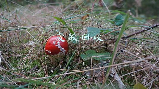 废酸回收处理设备(中国废酸回收行业现状与处理技术，烷基化废酸处理以废酸再生为主)
