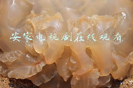 安家电视剧在线观看