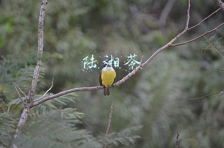 陆湘苓图片(“湘鄂情”转型失败遭易主，神秘90后美女董事长能否主持大局？)