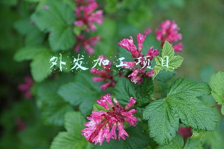 外发加工项目