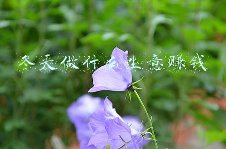冬天做什么生意赚钱