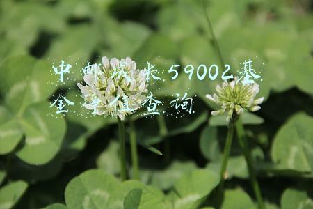 中邮成长59002基金净值查询核心(中邮核心成长混合型证券投资基金2018年半年度报告摘要)