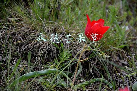 永德芒果节介绍(2017云南永德芒果文化旅游节将于7月7日举行)