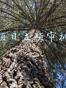 项目立项审批