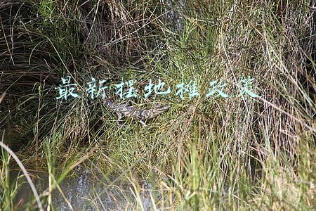 今年可以摆地摊吗政策有规定吗(“摆摊”宣传便民政策，细致解答暖人心)