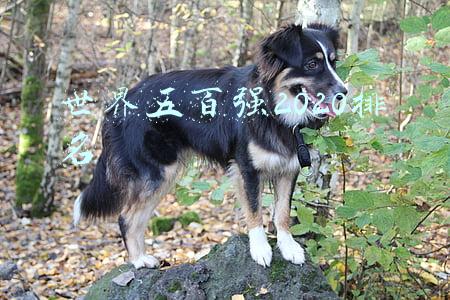 世界五百强2020排名
