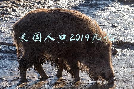 美国人口2019几亿