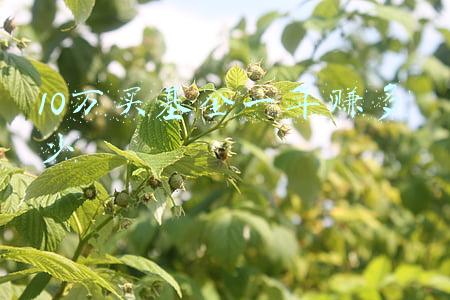 10万块买基金大概一年多少收益(农商行推出新款产品，10万起存，利率4.26%，对储户是好消息吗？)