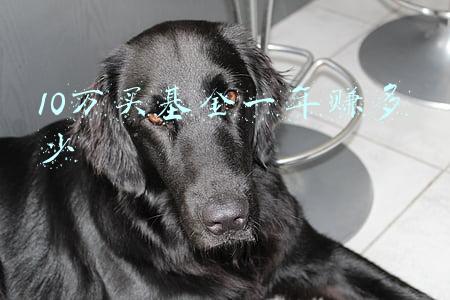 2万买基金一年赚多少(野生基金“大神”一年赚上百万？多为90后，欠缺专业背景)