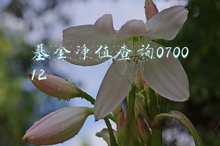 基金净值查询070011分红(嘉实策略混合基金最新净值跌幅达1.51%)