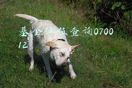 每日基金净值查询(每日基金净值查询163115)