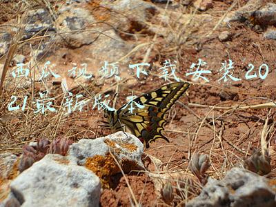 西瓜视频下载安装2021最新版本淘宝(“全民视频UP主”盛世之下，是一个尚未实现“可持续发展”的生态)