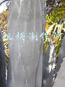 换脸视频制作的软件