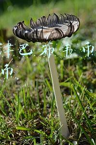 50亿津巴布韦币兑换人民币
