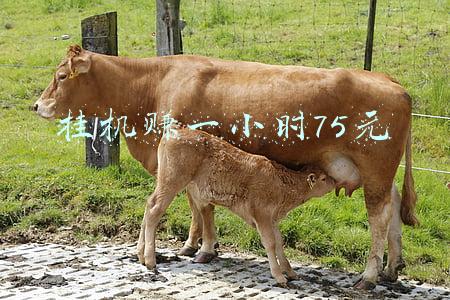 挂机赚一小时75元