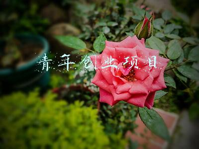 青年创业项目