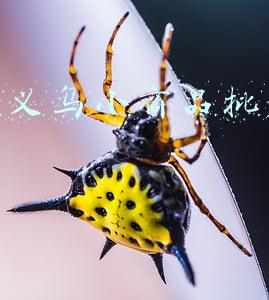 深圳义乌小商品批发市场