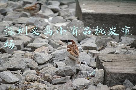 深圳义乌小商品批发市场