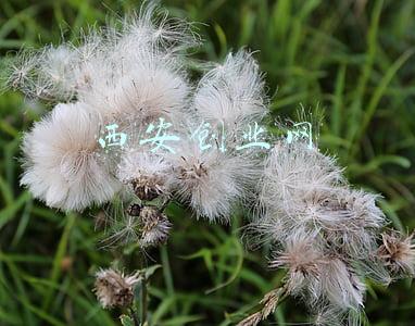 西安创业天下最新消息(「财联社时评」创业没有免费午餐，误读政策不应该)