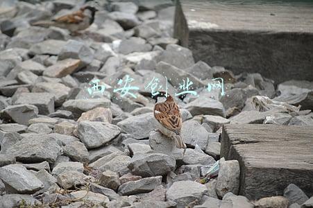 西安创业网