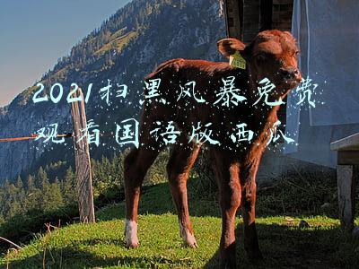 2021扫黑风暴免费观看国语版西瓜