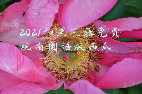 2021扫黑风暴免费观看国语版西瓜
