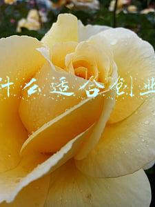 什么行业适合新手创业(现在什么行业适合新手创业呢？)