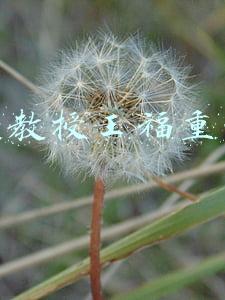 北大教授王福重下场(战士冲锋陷阵是为虚荣？北大博士王福重口出狂言，网友：赚美金的)
